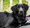 Image result for Flat Coated Retriever Valper. Size: 105 x 100. Source: www.101dogbreeds.com