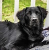 Bilderesultat for Flat Coated Retriever. Størrelse: 98 x 100. Kilde: www.101dogbreeds.com