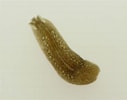 Image result for "procerodes Littoralis". Size: 127 x 100. Source: www.asturnatura.com