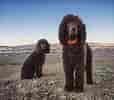 Image result for Irish Water Spaniel. Size: 114 x 100. Source: projectupland.com
