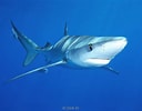 Image result for blauwe haai. Size: 128 x 100. Source: www.adcdiving.be