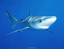 Image result for blauwe haai. Size: 132 x 100. Source: www.adcdiving.be