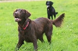 Image result for Flat Coated Retriever FCI. Size: 152 x 100. Source: www.vetstreet.com