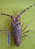 Image result for Palinurus mauritanicus Reproductie. Size: 71 x 100. Source: asociacionanamar.blogspot.com