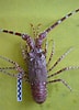 Afbeeldingsresultaten voor Palinurus mauritanicus Verwante Zoekopdrachten. Grootte: 72 x 100. Bron: asociacionanamar.blogspot.com