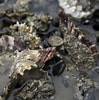 Afbeeldingsresultaten voor Japanse oester Roofdieren. Grootte: 99 x 100. Bron: www.parool.nl