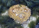 Image result for Ancorinidae. Size: 137 x 100. Source: alchetron.com