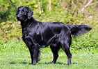 Image result for Flat Coated Retriever. Size: 141 x 100. Source: www.101dogbreeds.com