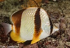 Image result for "chaetodon Robustus". Size: 144 x 100. Source: www.inaturalist.org