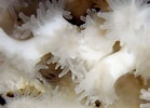 Image result for Lophelia pertusa Klasse. Size: 139 x 100. Source: ocean.si.edu