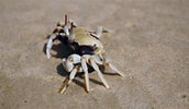 Image result for Horned Eye Ghost Crab. Size: 172 x 100. Source: www.youtube.com