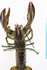 Image result for Homarus americanus Typen. Size: 68 x 100. Source: www.researchgate.net