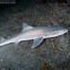 Image result for "mustelus Manazo". Size: 100 x 66. Source: www.elasmodiver.com
