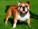 Image result for Engelsk Bulldog. Size: 130 x 100. Source: animalia-life.club