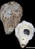 Afbeeldingsresultaten voor Crassostrea virginica Anatomie. Grootte: 73 x 100. Bron: www.seahorseandco.com