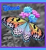 Résultat d’image pour Bisous papillons. Taille: 92 x 100. Source: myomi.centerblog.net