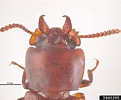 Afbeeldingsresultaten voor "megamphopus Cornutus". Grootte: 121 x 100. Bron: www.invasive.org