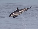 Image result for "lagenorhynchus Acutus". Size: 130 x 100. Source: www.dolphins-world.com