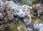 Image result for "rissoa Porifera". Size: 140 x 100. Source: www.coolgalapagos.com