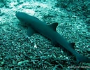 Image result for "carcharhinus Borneensis". Size: 129 x 100. Source: www.pinterest.fr