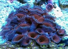 Image result for Palythoa Coral. Size: 139 x 100. Source: www.zecareefs.com.br