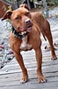 Image result for Amerikansk pitbullterrier. Size: 66 x 100. Source: en.wikipedia.org