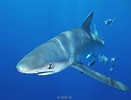 Afbeeldingsresultaten voor grote blauwe haai. Grootte: 131 x 100. Bron: www.adcdiving.be