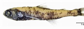 Image result for Lepidophanes guentheri. Size: 291 x 100. Source: www.fishbiosystem.ru