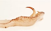 Image result for "gonatus Fabricii". Size: 163 x 100. Source: www.descna.com