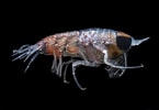 Image result for Hyperia macrocephala. Size: 145 x 100. Source: www.naturalista.mx