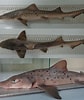 Afbeeldingsresultaten voor "triakis Maculata". Grootte: 84 x 100. Bron: shark-references.com