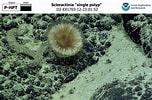 Image result for Scleractinia. Size: 152 x 100. Source: www.ncei.noaa.gov