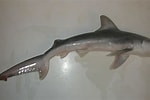 Image result for "carcharhinus Isodon". Size: 150 x 100. Source: www.eisk.cn