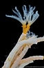 Image result for "salmacina Dysteri". Size: 64 x 100. Source: www.asturnatura.com