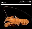 Image result for "nephropsis Aculeata". Size: 110 x 100. Source: www.marinespecies.org