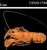 Image result for "nephropsis Aculeata". Size: 94 x 100. Source: www.marinespecies.org