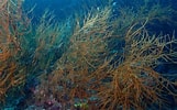 Image result for Antipathes arborea. Size: 161 x 100. Source: asknature.org