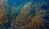 Image result for "antipathes Gracilis". Size: 167 x 100. Source: asknature.org