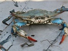 Image result for Blue Swimming Crab in Sri Lanka. Size: 134 x 100. Source: www.ecomagazine.com