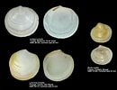 Image result for "diplodonta Rotundata". Size: 130 x 100. Source: www.forumcoquillages.com