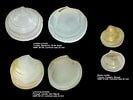 Image result for "diplodonta Rotundata". Size: 133 x 100. Source: www.forumcoquillages.com