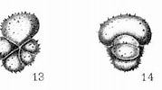 Afbeeldingsresultaten voor "hastigerina Pelagica". Grootte: 179 x 100. Bron: www.mikrotax.org