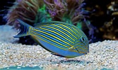 Image result for Tang Fish Species. Size: 167 x 100. Source: www.thesprucepets.com