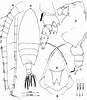 Résultat d’image pour Scottocalanus securifrons Stam. Taille: 87 x 100. Source: copepodes.obs-banyuls.fr