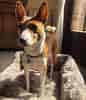 Image result for Basenji. Size: 86 x 100. Source: post.bark.co