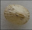 Image result for "puncturella Noachina". Size: 107 x 100. Source: jaxshells.org