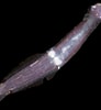 Image result for "paraspadella Schizoptera". Size: 92 x 100. Source: www.aphotomarine.com