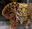 Image result for "octobranchus Floriceps". Size: 108 x 100. Source: inverts.wallawalla.edu