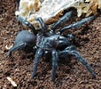 Image result for "cornucalanus Robustus". Size: 114 x 100. Source: arachnoboards.com
