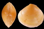Image result for "gouldia Minima". Size: 148 x 100. Source: www.idscaro.net